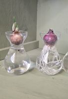 Forcing Vase Gift kit (1 vase, 2 bulbs/kit)